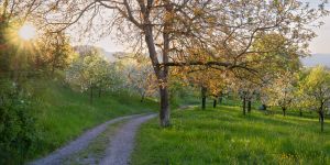 Foto von Werner Schaal